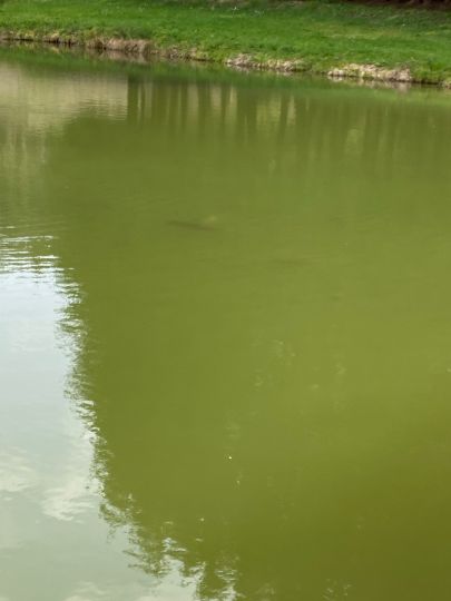 Vereinsteich Meuselbach-1