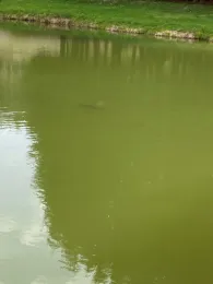 Vereinsteich Meuselbach-1