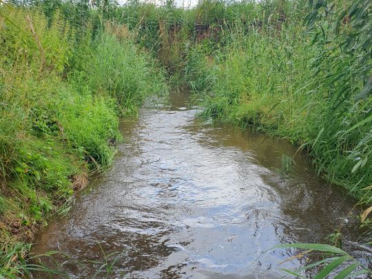 Moorbach (Witzelroda)