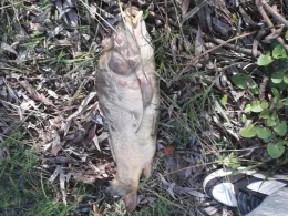 Goldberger See (Goldberg)-1