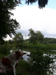 Ilmenau (Bienenbüttel)-1