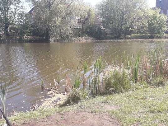 Dorfteich Lindenberg-3