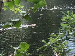 Blaukuhlen (Fleetmark)-3