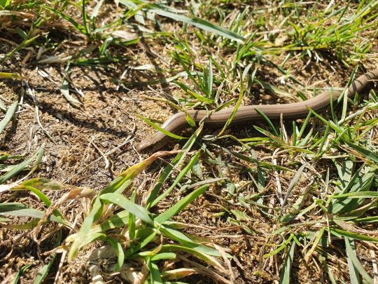 Ems (Raestrup-Sonnenwiese)-1