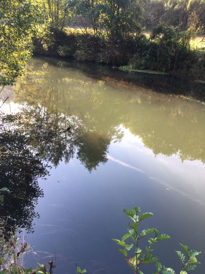 Schwarze Laber (Wollmannsdorf)-4