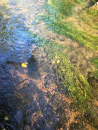 Schwarze Laber (Wollmannsdorf)-3