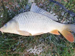 Gaugersee (Trossingen)-3