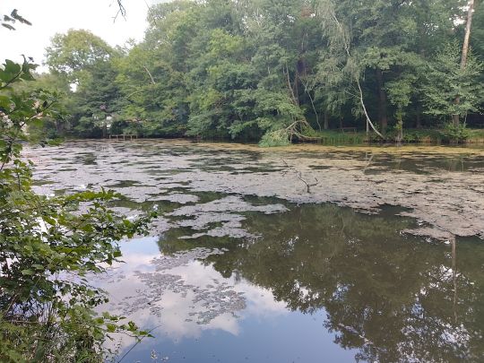 Mühlenteich (Bardenitz)