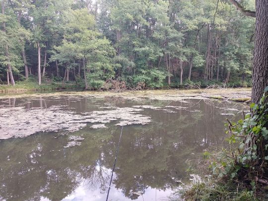 Mühlenteich (Bardenitz)-1