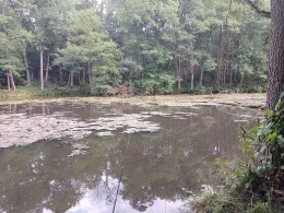 Mühlenteich (Bardenitz)-1