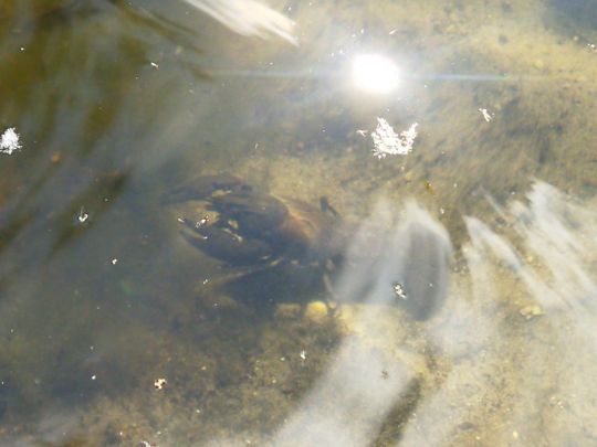 Weiche (Flensburg)-3