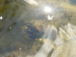 Weiche (Flensburg)-3