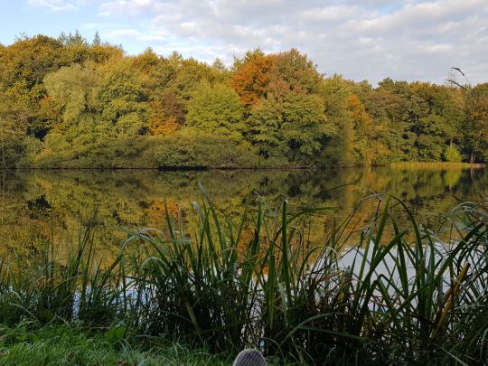 Mühlenteich (Obenstrohe)-1