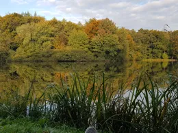 Mühlenteich (Obenstrohe)-1