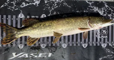 Kölpinsee (Waren)-1