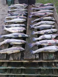 Angelteiche Königsmoor (Waltrop)-2