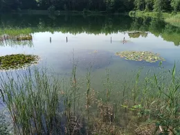 Vereinsgewässer Steinhagen-3