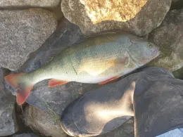 Kaltenbacher See (Rastatt)