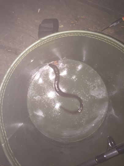 Ziegeleiteiche Kummer-1