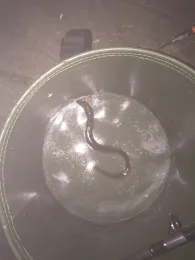 Ziegeleiteiche Kummer-1