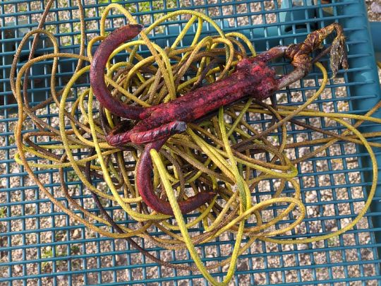 Uecker (Ueckermünde)-2