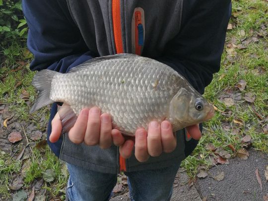 Tietjenteich