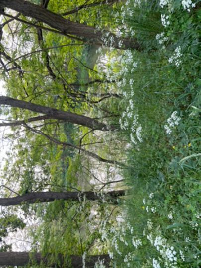 Erdelöcher Netzen (Süd)