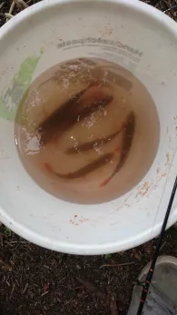 Kesselsee (Waldsieversdorf)-4