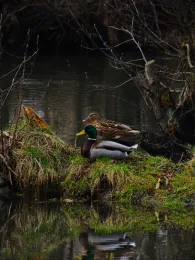 Schwarze Laber (Laaber)