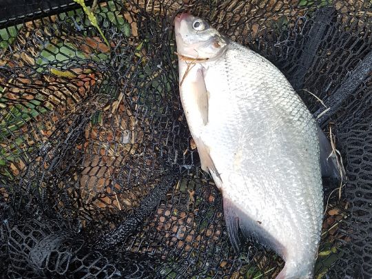 Großer und kleiner Recker-1