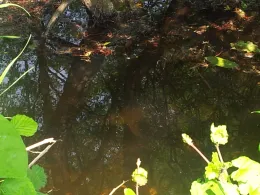 Große Kuhle (Hagenow)-1