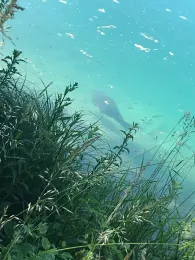 Kringsee (Königsbrunn)-2