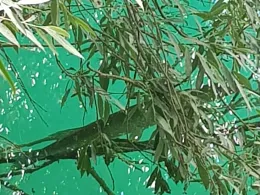 Kringsee (Königsbrunn)