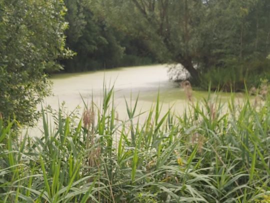 Steinwerk see (Perniek)