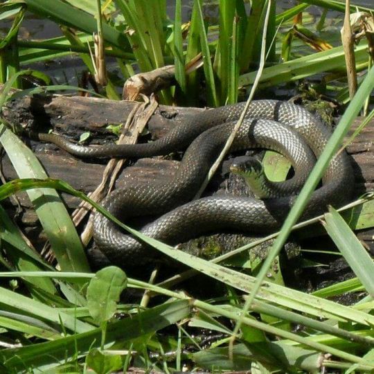 Maxsee (Hoppegarten)-2