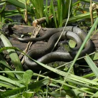 Maxsee (Hoppegarten)-2