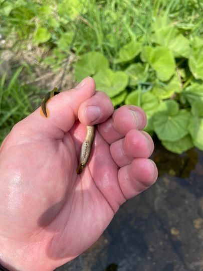 Zschopau (Wolkenstein)-1