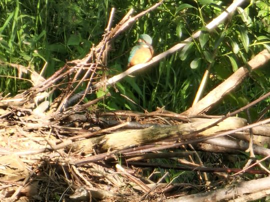 Zschopau (Wolkenstein)-2