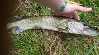 Jümme-Altarm Dullert-1