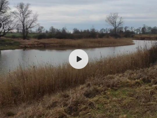 Moorslake (Schartau)