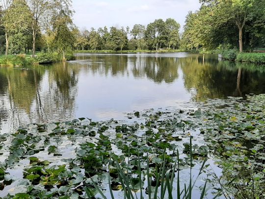 Mühlenteich (Cloppenburg) ALLE ANGELN