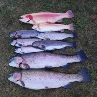 Trelleborgsee (Wasbek)