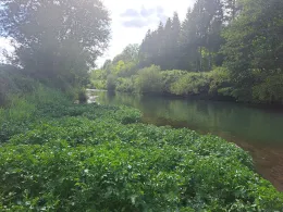 Wiesent (Streitberg)-1