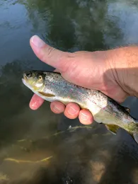 Wiesent (Streitberg)-2