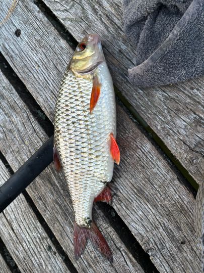 Lellichowsee (Herzsprung)-1