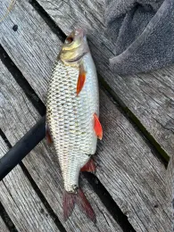 Lellichowsee (Herzsprung)-1