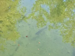 Altwasser Unterhausen