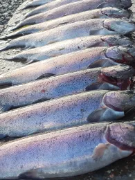 Angelpark Klosterteiche Paulinzella-3