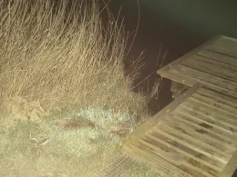 Finkhauswehle (Husum)-4