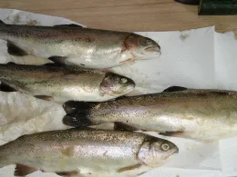 Forellenpark Quellental-2